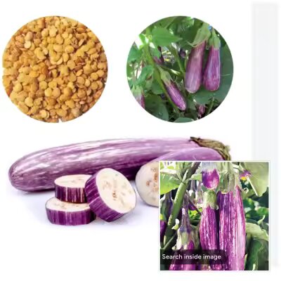 Brinjal