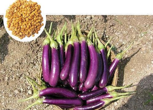 Brinjal Thinnaweli 