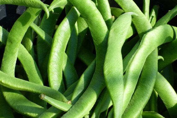 Hordi Green Bean