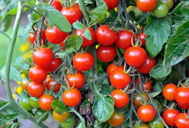 Tomato Lanka Cherry