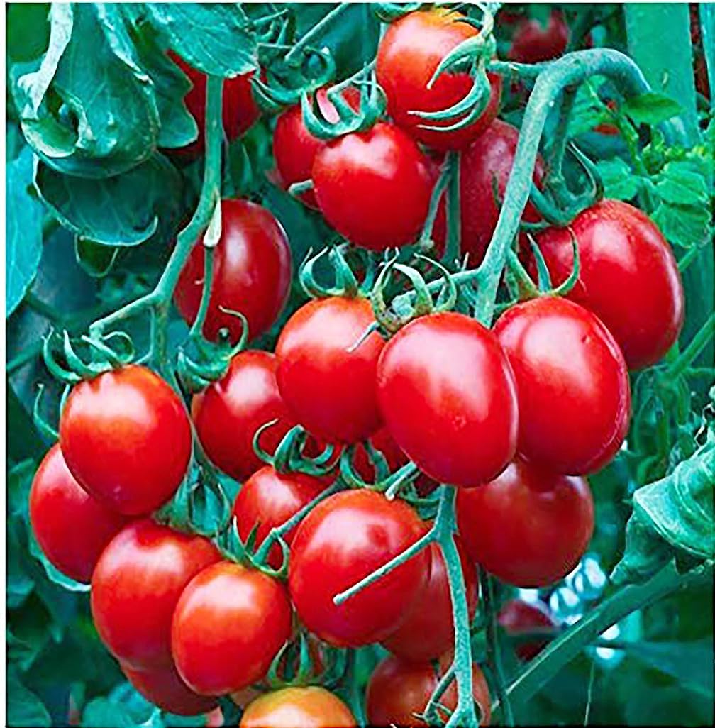 Tomato Lanka Cherry