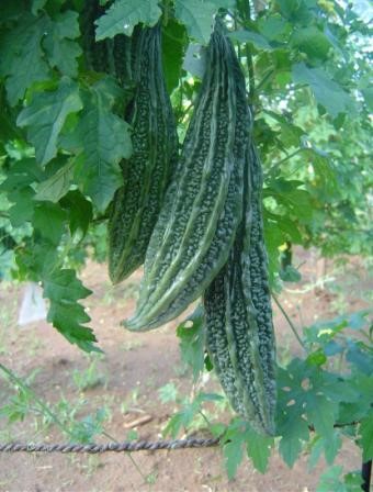 M Bitter Gourd